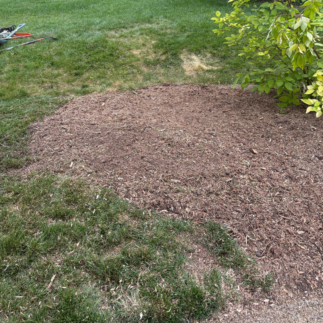picture of the lawn after stump grinding with wood chips filled in the hole